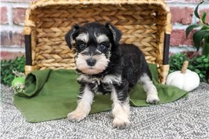 Ryder - Miniature Schnauzer for sale
