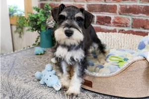 Grant - Miniature Schnauzer for sale