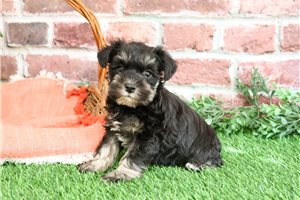 Doreen - puppy for sale
