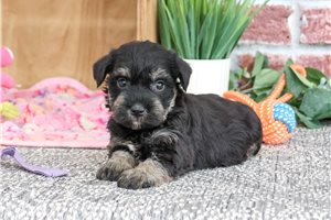 Stacy - puppy for sale