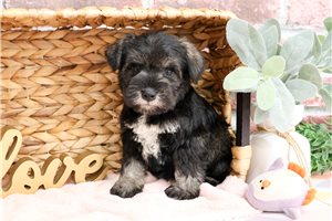Kiara - puppy for sale