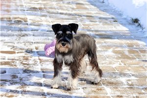 Amy - Schnauzer, Miniature for sale