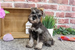 Zoodle - puppy for sale