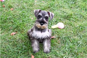 Zuzu - Miniature Schnauzer for sale
