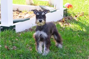 Rachel - Schnauzer, Miniature for sale