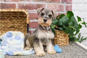 Titan - puppy for sale