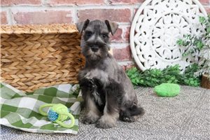 William - puppy for sale