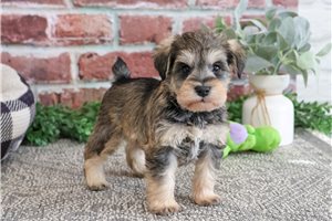Jack - puppy for sale