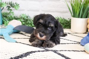 Lincoln - Schnauzer, Miniature for sale