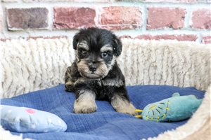 Winston - Schnauzer, Miniature for sale