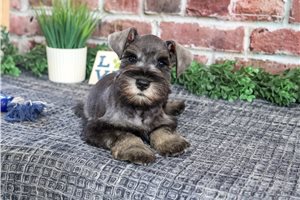 Sylvester - Miniature Schnauzer for sale