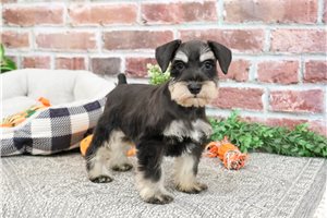 Barrett - puppy for sale