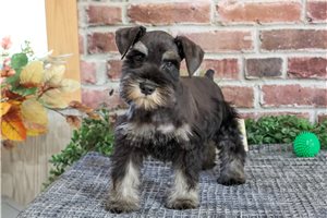 Sonny - Miniature Schnauzer for sale