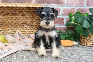 Grant - puppy for sale