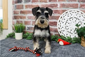 Alex - puppy for sale