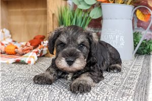 Horatio - puppy for sale