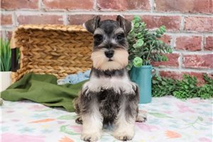 Lance - Schnauzer, Miniature for sale