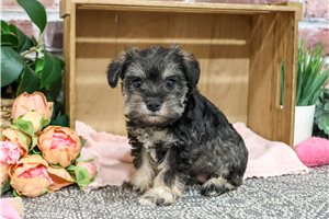 Jersey - Miniature Schnauzer for sale