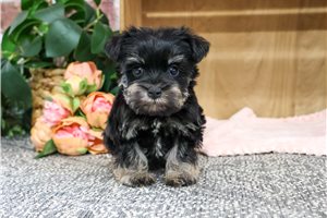 Joanna - puppy for sale