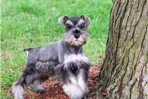 Zoodle - Miniature Schnauzer for sale
