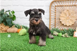 Angus - Schnauzer, Miniature for sale