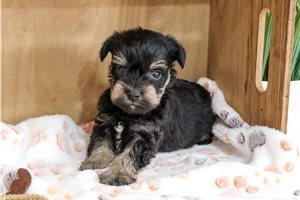 Tate - Schnauzer, Miniature for sale