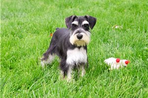 Alex - Schnauzer, Miniature for sale