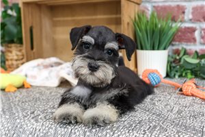 Winston - Miniature Schnauzer for sale