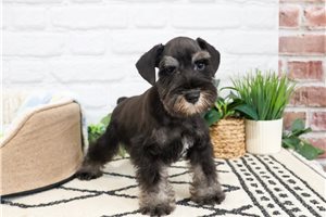 Lincoln - Schnauzer, Miniature for sale