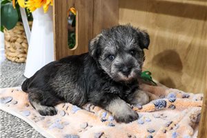 Linus - Miniature Schnauzer for sale