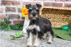 Jack - Miniature Schnauzer for sale