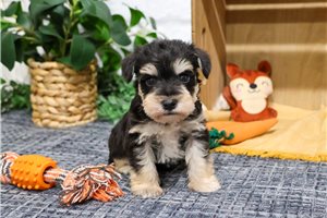 Lance - puppy for sale