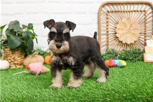 Abby - Schnauzer, Miniature for sale