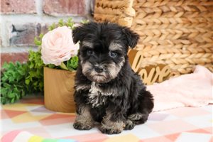 Piggy - Miniature Schnauzer for sale