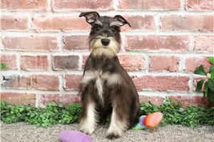 Rachel - Schnauzer, Miniature for sale