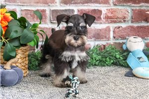Ludwig - Miniature Schnauzer for sale