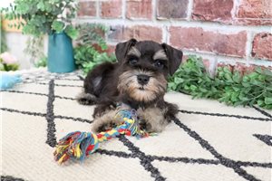Osoe - Schnauzer, Miniature for sale