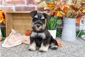 Lenny - Miniature Schnauzer for sale