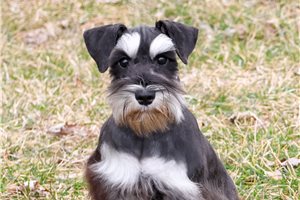 Jinny - Schnauzer, Miniature for sale