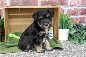 Jarvis - puppy for sale