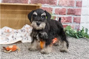 Watson - Schnauzer, Miniature for sale