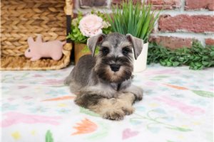 Josephine - Schnauzer, Miniature for sale