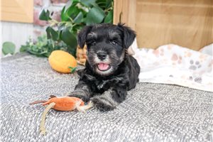 Sonny - Schnauzer, Miniature for sale