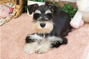 Bailey - puppy for sale