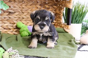 Noah - Schnauzer, Miniature for sale