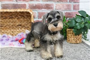 Makenna - Miniature Schnauzer for sale