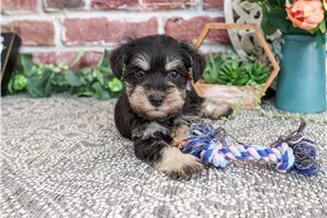 Lovey - Miniature Schnauzer for sale