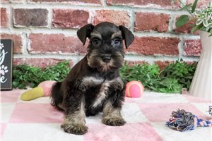 Stacy - Miniature Schnauzer for sale