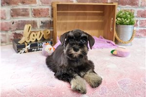 Athena - puppy for sale