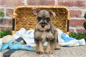 Taco - Schnauzer, Miniature for sale